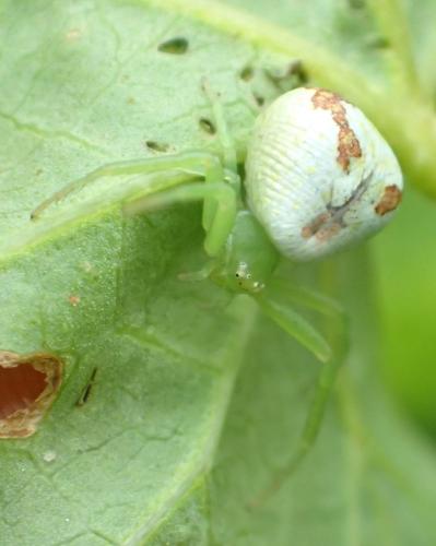 Réf. 183 011 : Ebrechtella tricuspidata